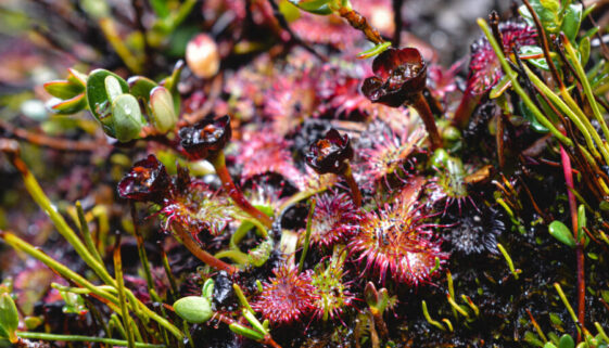 Flor del Rocío (Drosera uniflora) turbera_ Camila-Molina