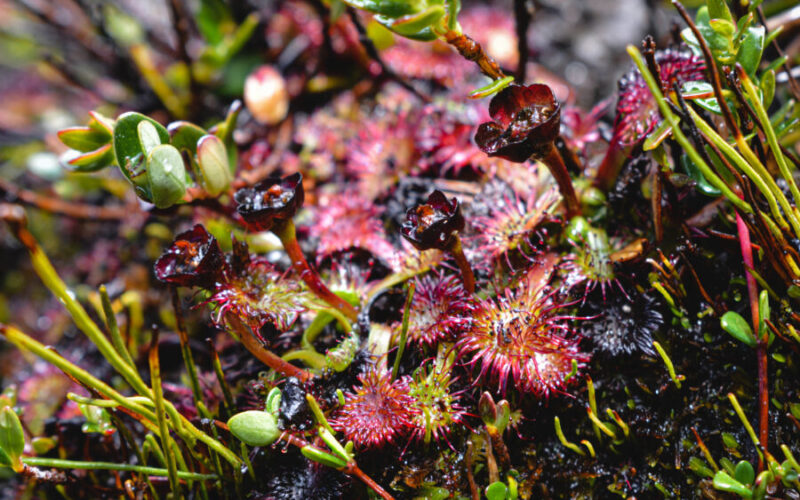 Flor del Rocío (Drosera uniflora) turbera_ Camila-Molina