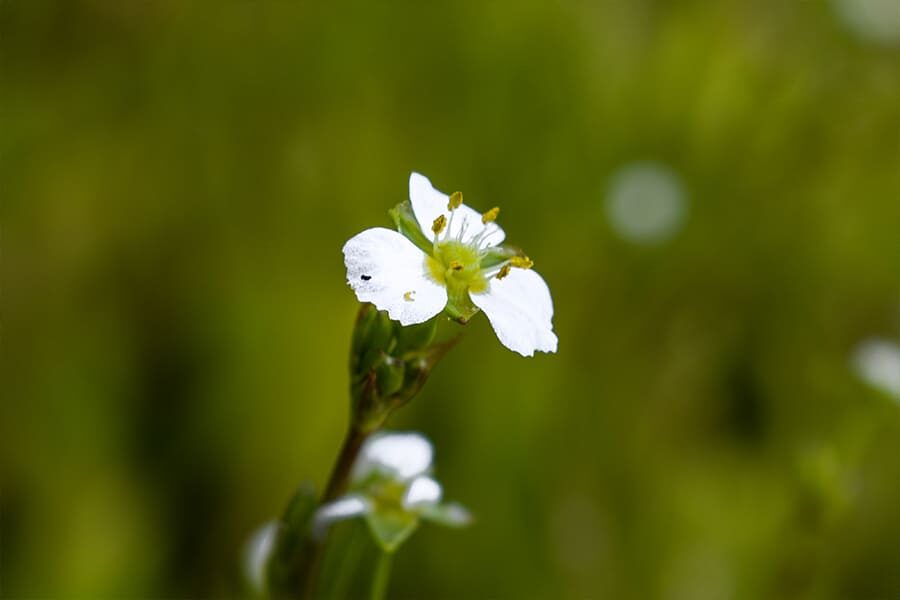 Alisma plantago-aquatica