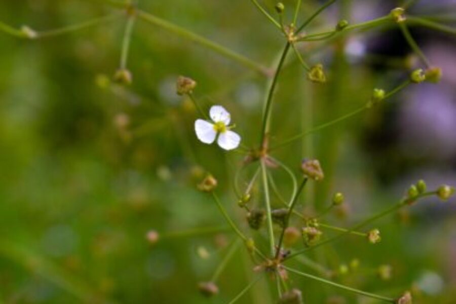 Alisma plantago-aquatica (llantén de agua)