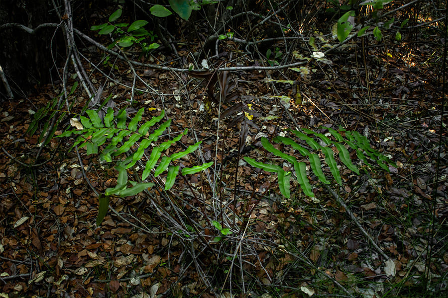 Blechnum chilense, llozkontu