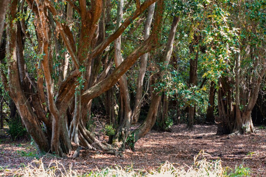 Bosque pantanoso (hualve) en Playa Galdámez