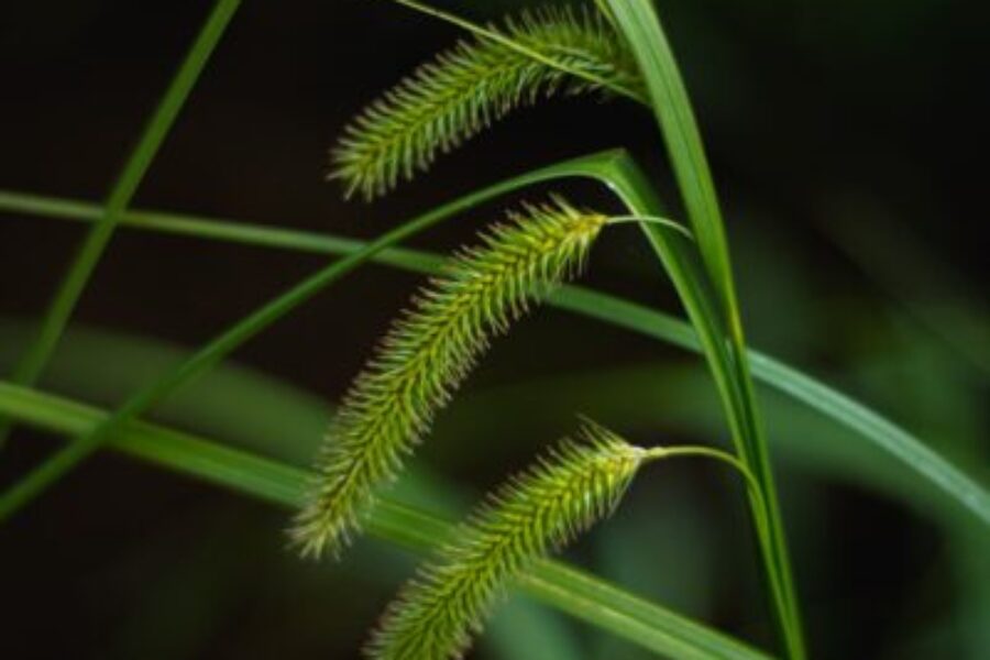 Carex excelsa