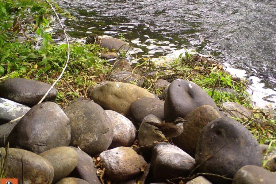 Churrete, Río Leufucade