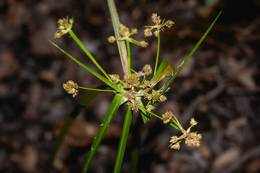 Cyperus eragrostis (cortadera)