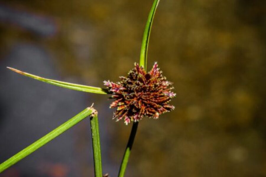 Cyperus sp. (cortadera) Río Leufucade