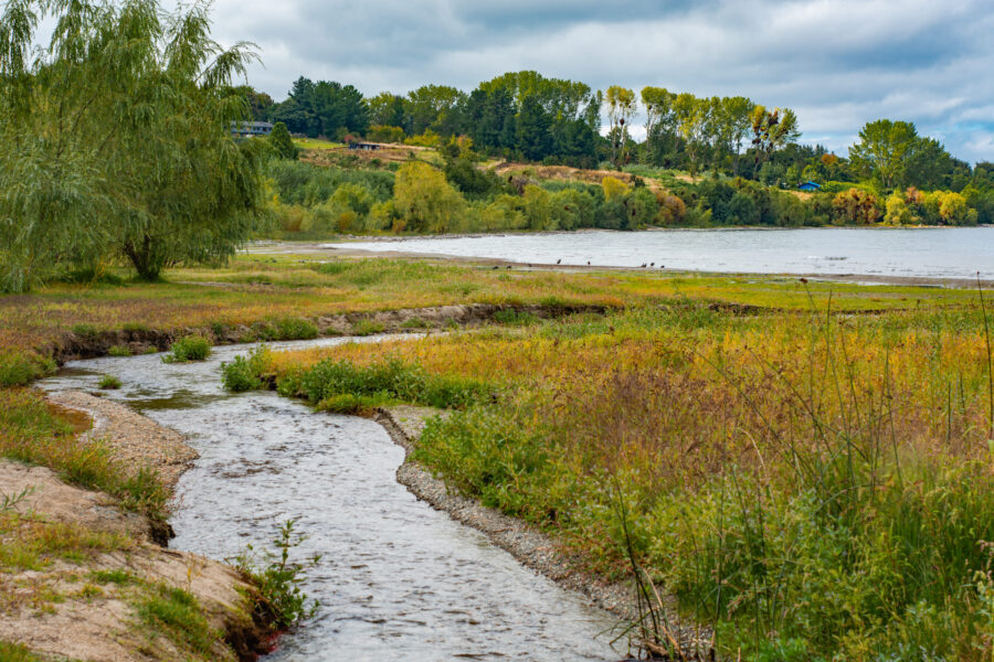 Güiña río san juan