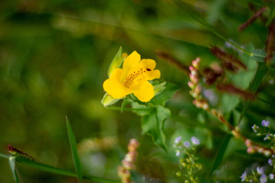 Erythranthe glabrata_berro amarillo