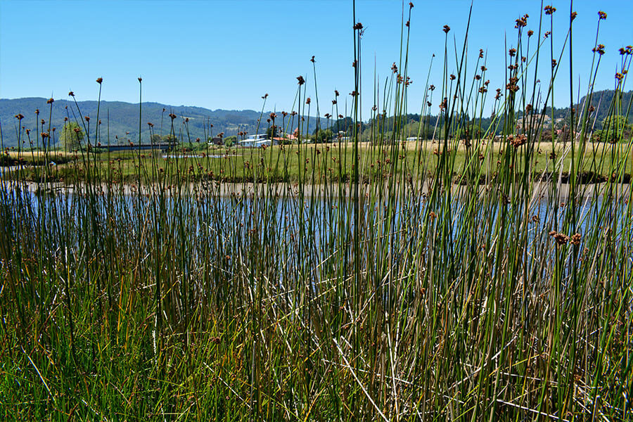 Estero afluente río Lingue