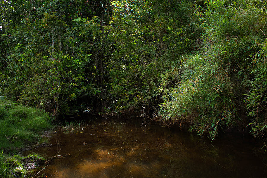 Estero Millahuilllin (CM)