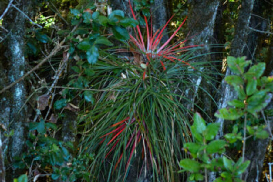 Fascicularia bicolor (chupalla)