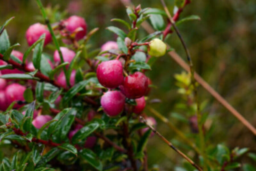 Gaultheria mucronata (chaura) 