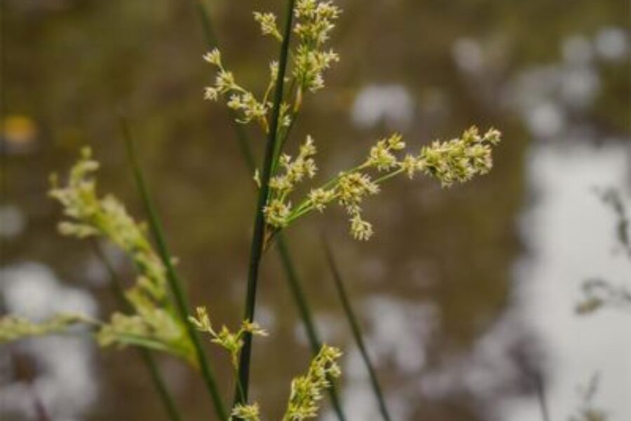 Juncus effusus