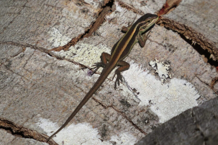 Lagartija de Valdivia (Liolaemus cyanogaster)