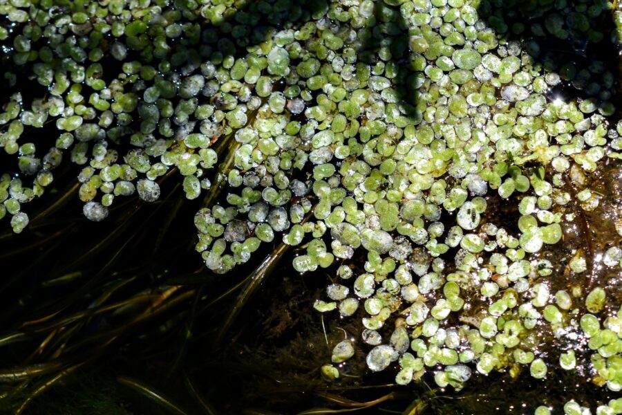 Lemna minuta (lenteja de agua)