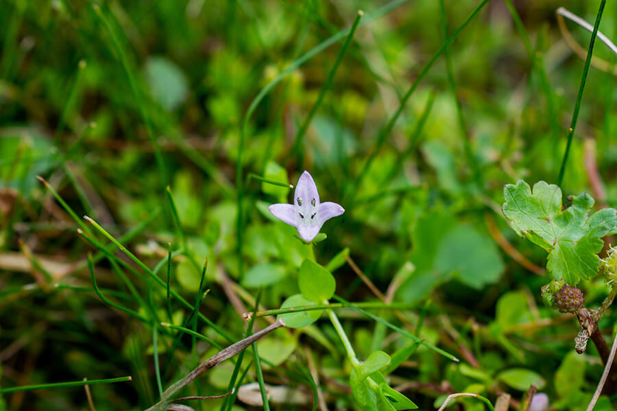 Oldenlandia salzmannii