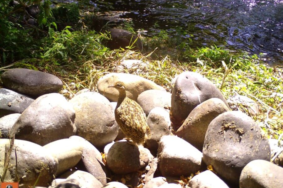 Perdiz chilena, Río Leufucade