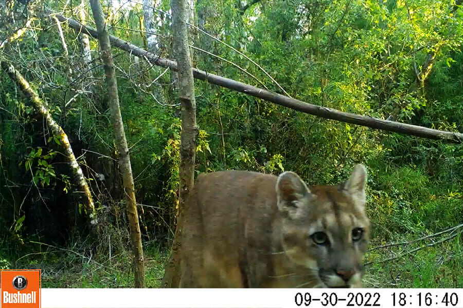 Puma, Millahuillin