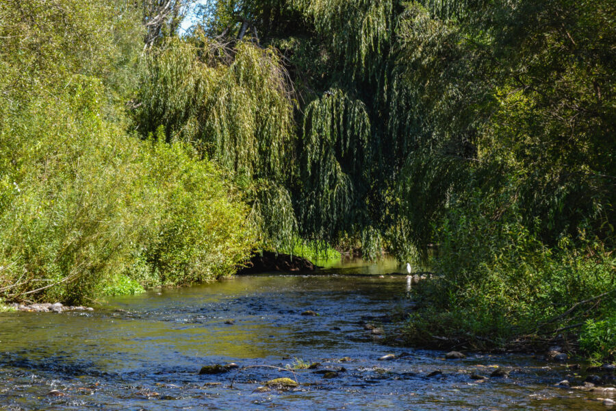 Río Leufucade, sauces y garza chica