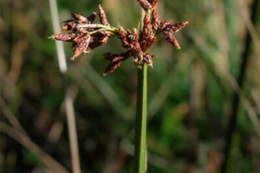 Schoenoplectus californicus (totora)