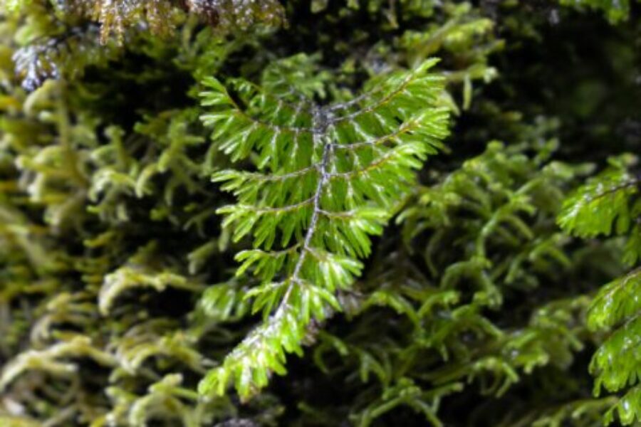 Shushu-lahuén (Hymenophyllum dentatum) Riñinahue