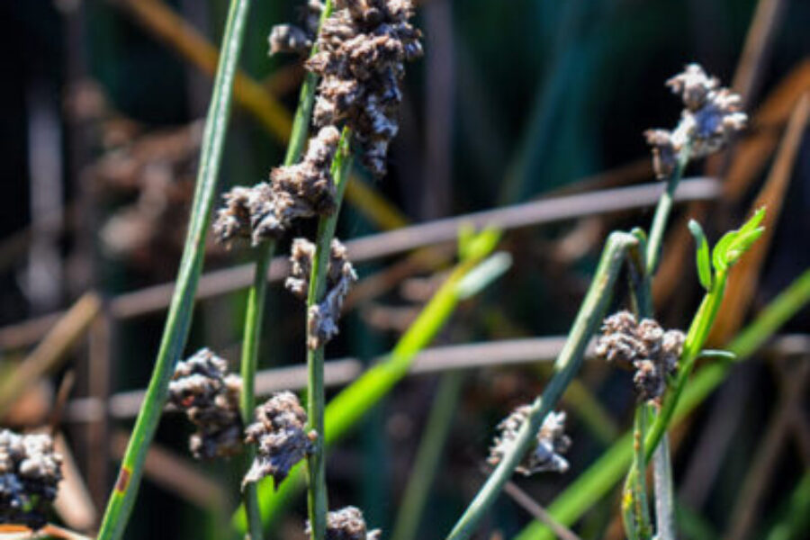 Verbena de 3 esquinas