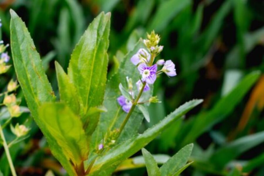 Veronica anagallis-aquatica