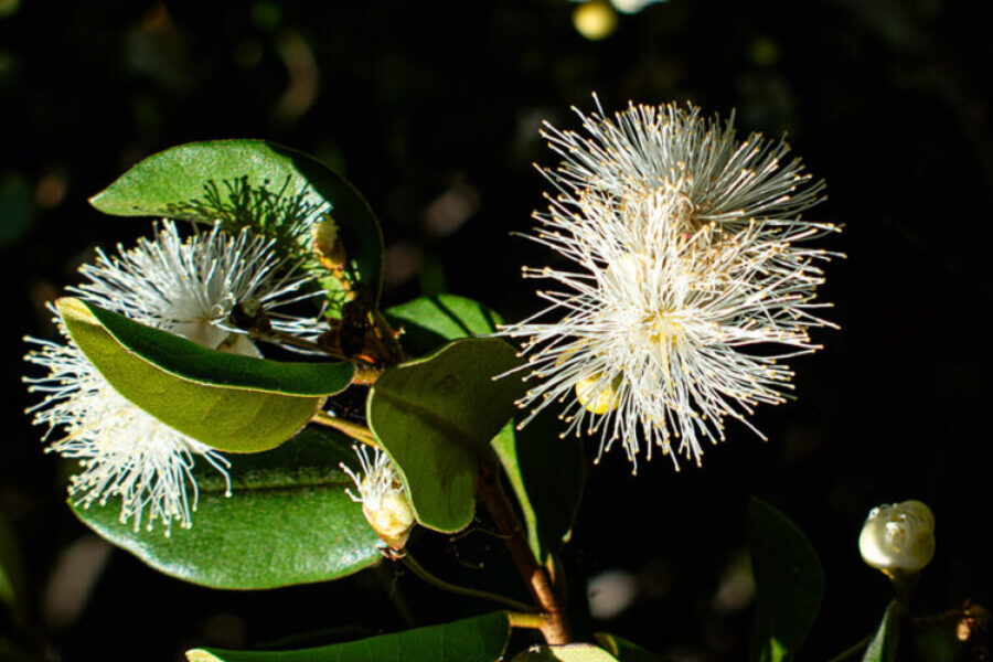 Myrceugenia exsucca (pitra)